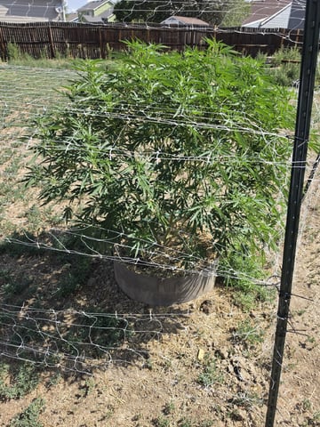 Outdoor 2026 — vegetative, day 8