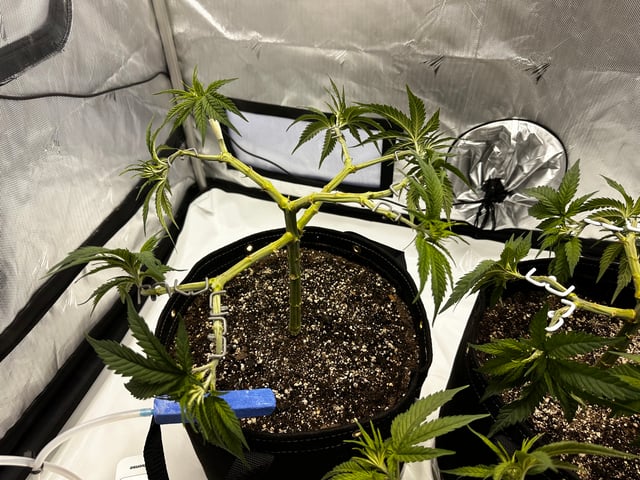 XJ-13 x Pennywise — vegetative, day 25