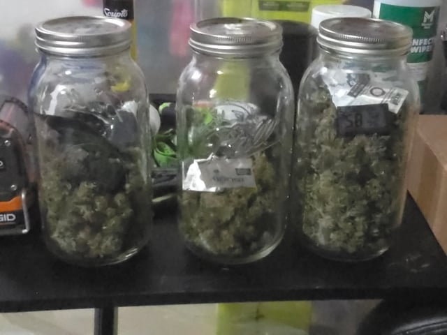 Purple Haze  — harvest, day 96