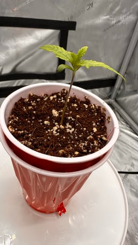 Autos: Banana Purple Punch (1)  & Guava Fig (2) — seedling_rooting, day 6