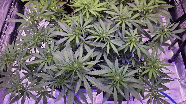 Amnesia Haze Run — flower, day 44