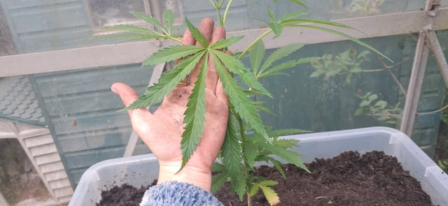 1st grow (green house)(natural) — vegetative, day 18