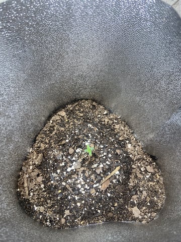  Tropicana Cherry  — seedling_rooting, day 4