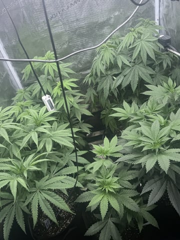 First Time Grower Long Time Blazer — flower, day 14