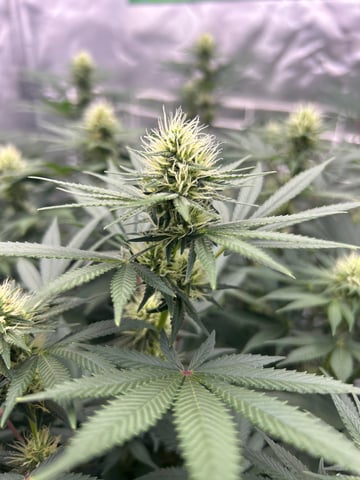 Barney’s Farm  — flower, day 62