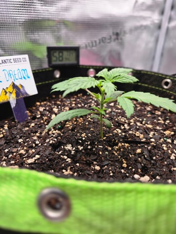 blue dream auto — vegetative, day 18