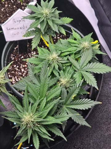 Fast Buds - Purp Lemonade — flower, day 39