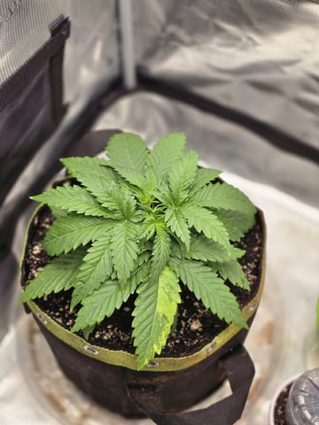 mc nuggets r1 — vegetative, day 18