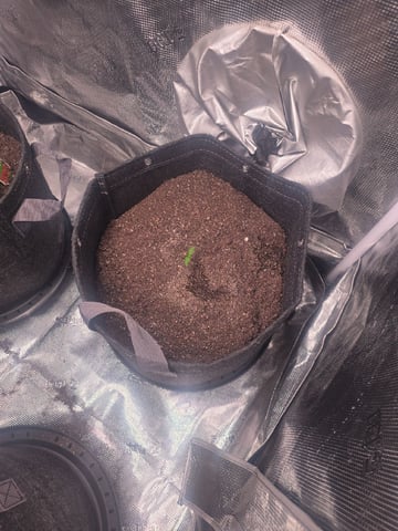 Blue Dream Feminized  — seedling_rooting, day 20