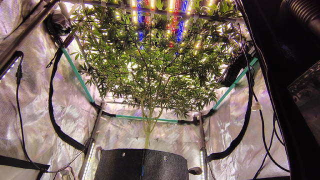 Straight Blasted  — flower, day 10
