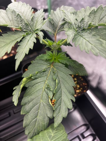 Outdoor Grow — seedling_rooting, day 20