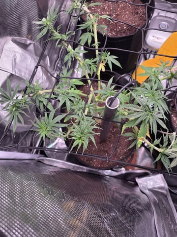 Blue Dream Feminized  — vegetative, day 69