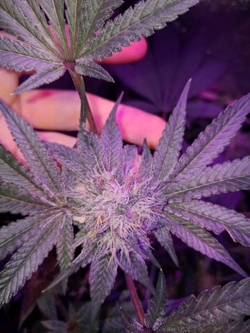 II — flower, day 89