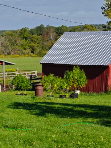 outdoors  unground 2025 — flower, day 24