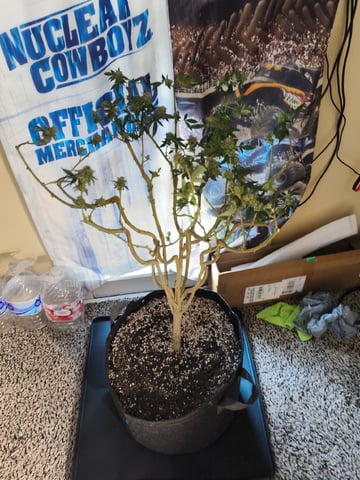 Straight Blasted  — harvest, day 60