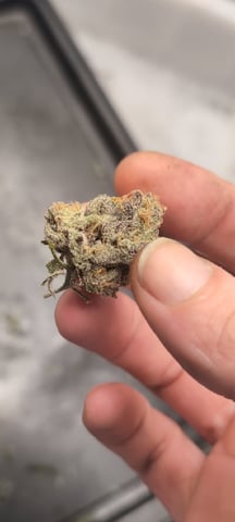 B E A utiful  — harvest, day 144