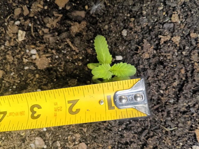 OG KUSH — seedling_rooting, day 11