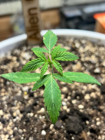 First ever grow — vegetative, day 25