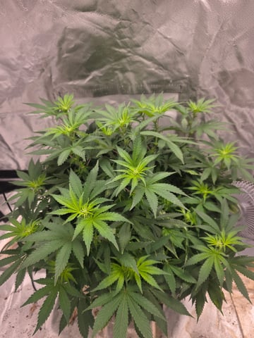 first grow — flower, day 65