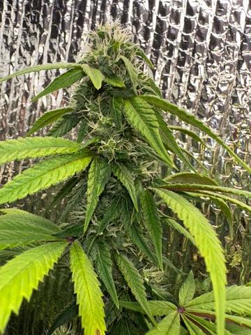 trying some bag seeds — flower, day 62