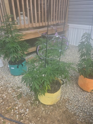Outdoors L.S.D and Cinderalla 99  — vegetative, day 16