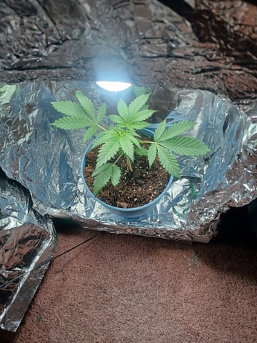 Poor Ivory — vegetative, day 22