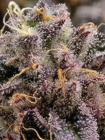 Divine Gelato 3 x Blue Zushi x 44 Photo — flower, day 110