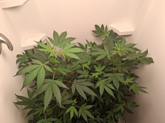 S&D  First Grow — flower, day 52