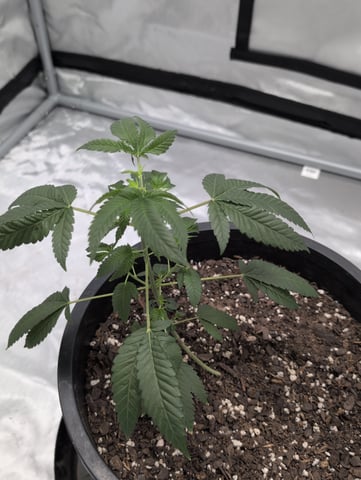 howdy — seedling_rooting, day 47