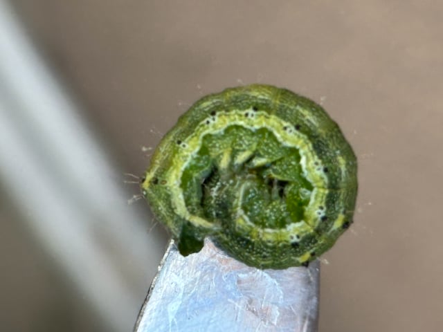 Poison Rainbows — flower, day 134