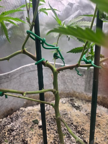 Looking for advice! — vegetative, day 40