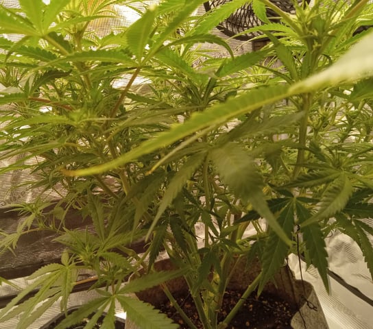   and one L.a kush cake . — flower, day 83