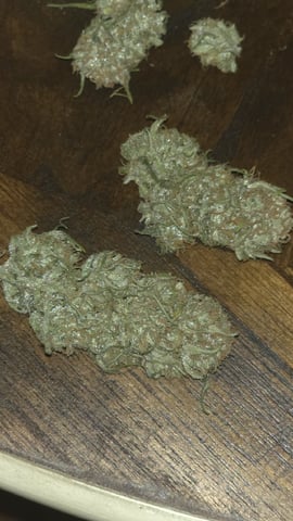 lilac diesel Rbx2 — harvest, day 126