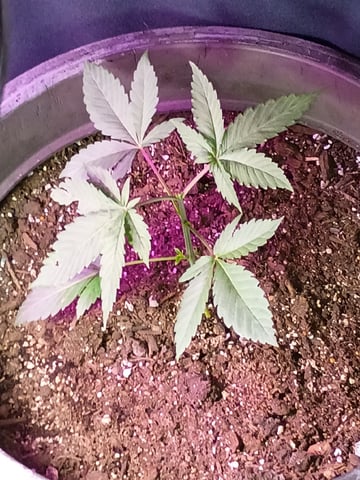Round Deuce  — vegetative, day 32