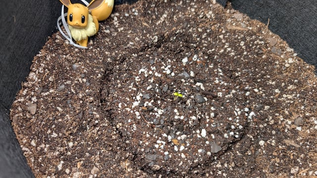 Strawberry Cheesecake Seedsman Seeds Autoflowers x2 — seedling_rooting, day 3