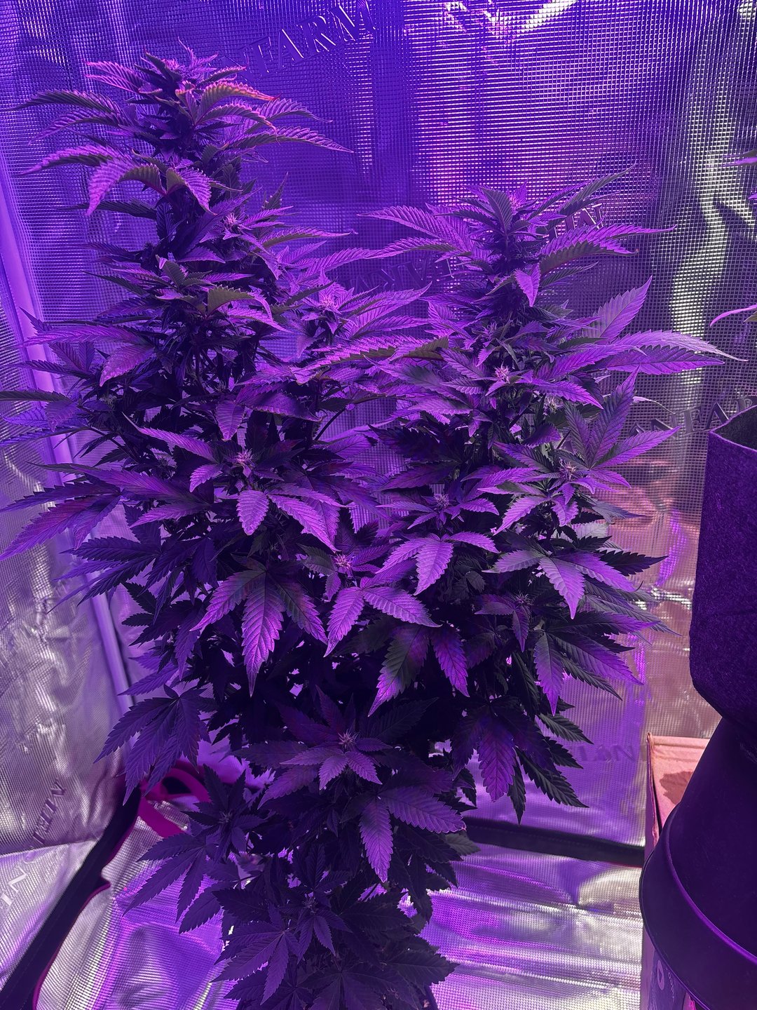 cherry cheese cake, first class funk, and the baby’s a Acapulco gold 