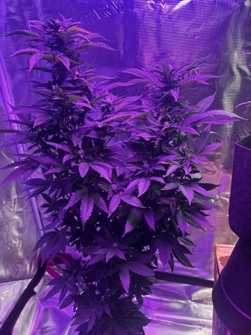 cherry cheese cake, first class funk, and the baby’s a Acapulco gold  — flower, day 1