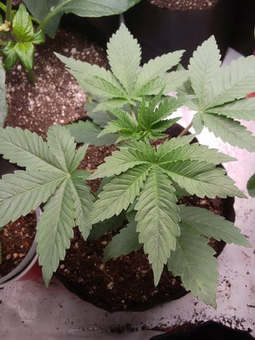 blue dream bag seed — vegetative, day 4
