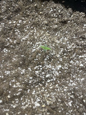 Autoskunk and OG Kush — seedling_rooting, day 4