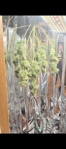 Zkittlez (Auto) — harvest, day 120