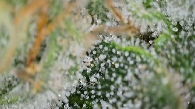 Fruity Pebbles — flower, day 88