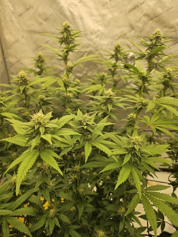 perfect circle/ cherrymac1 X candyland cross  — flower, day 12