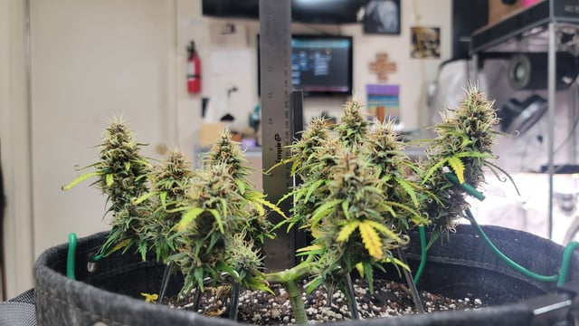 Number Two.  Lola — flower, day 85