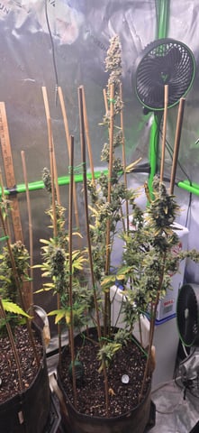 Here We Grow... — flower, day 98