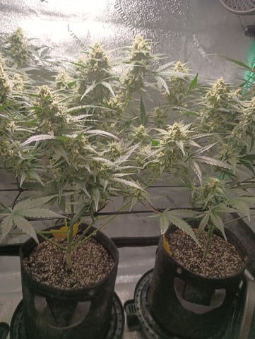 Auto Flower Wedding Glue — flower, day 36