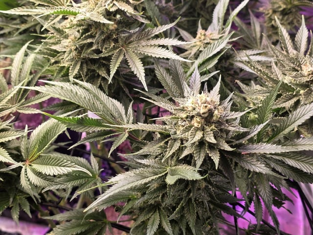 Hazy Daze — flower, day 102