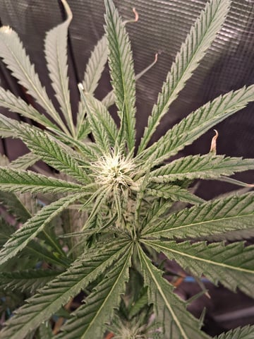 Blueberry OG Kush — flower, day 8
