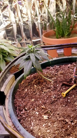 Jack hearer/Jack the ripper? — vegetative, day 52