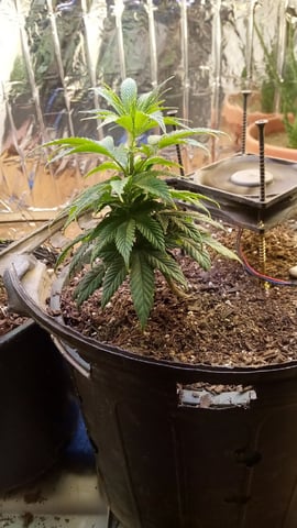 Jack hearer/Jack the ripper? — vegetative, day 70