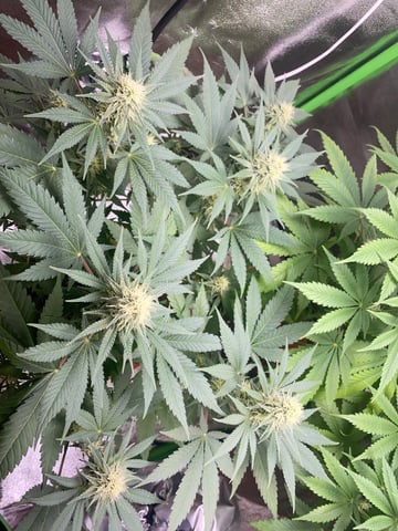 2nd Try — flower, day 77